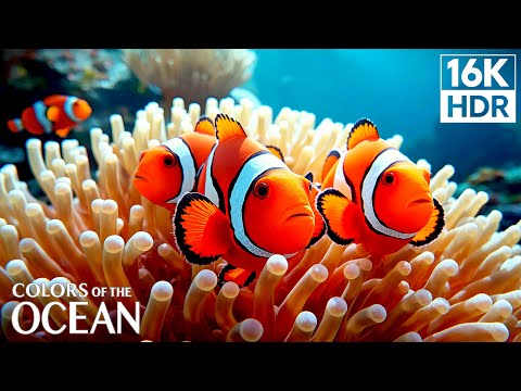 Stunning 16K Aquarium Video - Relaxing Oceanscapes | Relaxing Music For Sleep
