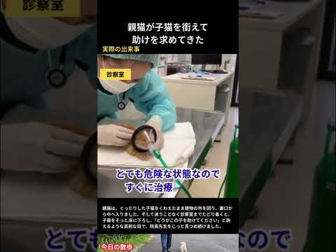 動かない子猫をくわえて病院へ…母猫の行動に涙 #野良猫