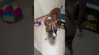 Video preview image #1 Mutt Puppy For Sale in Sanford, FL, USA