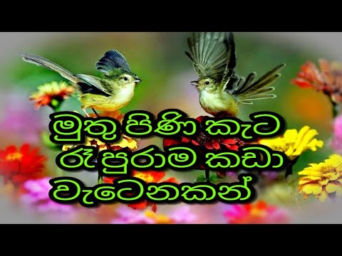මුතු පිණි කැට කඩා වැටෙනකන්