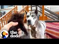 Reactive Great Dane Discovers Her Calling As A Foster Mom To Kittens | The Dodo