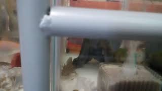 うーパー金魚メダカ動画