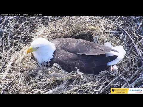 Johnson City Cam 1: ETSU Eagle Cameras