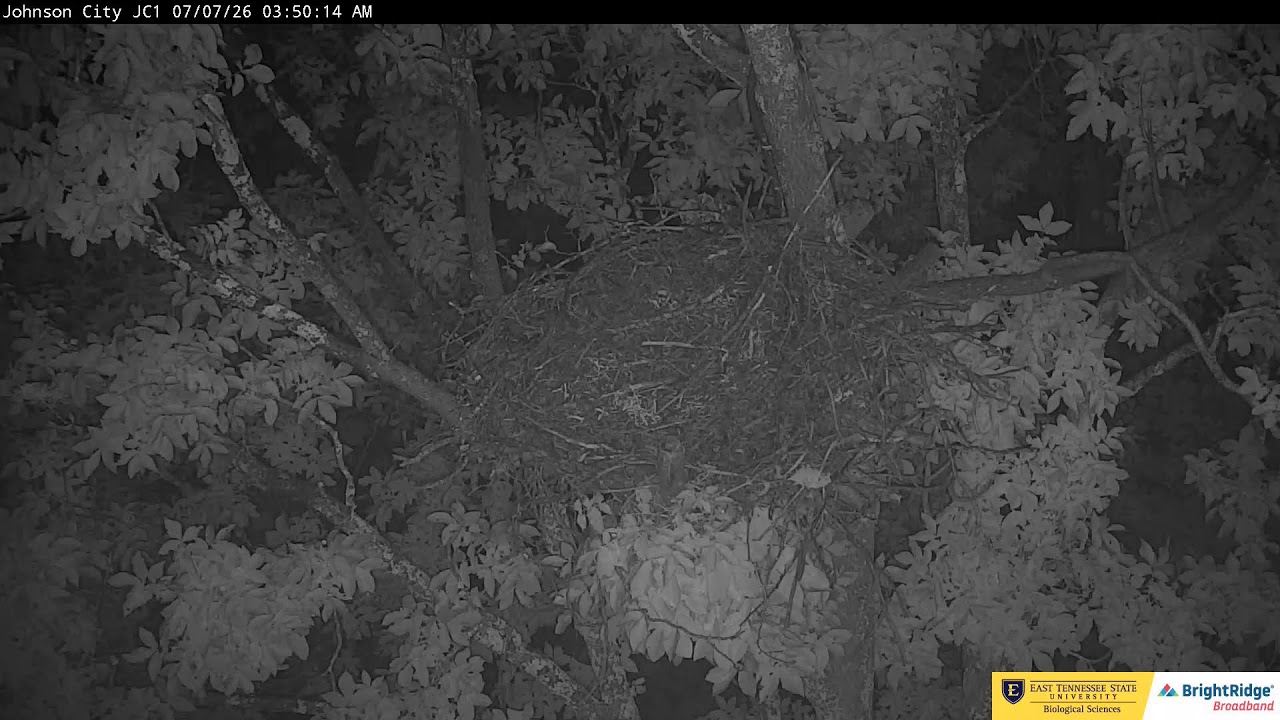Live webcam view of Boone & Jolene Eagle Nest
