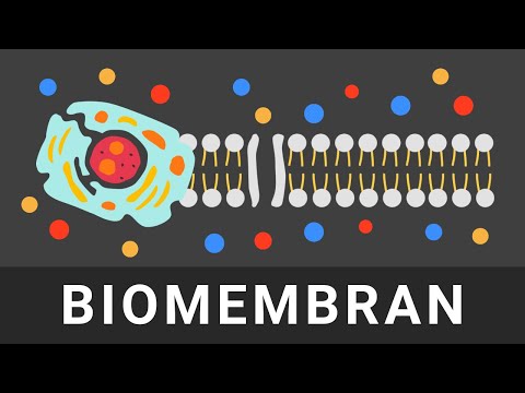Biomembran Aufbau & Funktion einfach erklärt | Zellmembran und Membranproteine