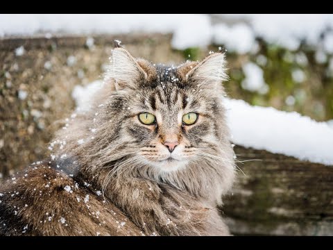 What’s the Lifespan of a Norwegian Forest Cat? #Shorts