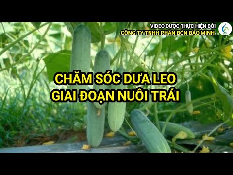 CHĂM SÓC DƯA LEO GIAI ĐOẠN NUÔI TRÁI | Bảo Minh FE