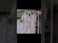 Thomas Train And Harry Potter Funny