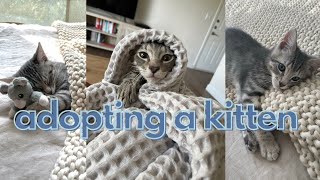 I adopted a kitten!! (kitten shopping & our first night together)