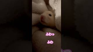 ふわっふわ🐹 #ハムスター #キンクマ #hamster #癒し #かわいい #可愛い #pets #follow