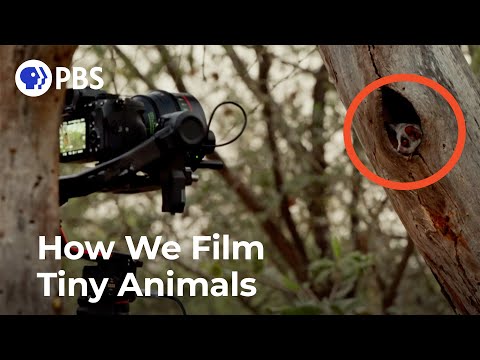 How We Film Tiny Animals | Inside Big Little Journeys