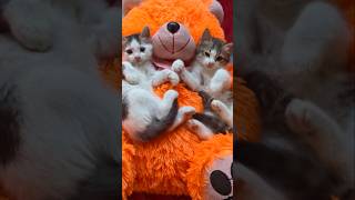 Cute Kittens🥰😹 # #shortsfeed #cute #cutecat #shorts #kittens