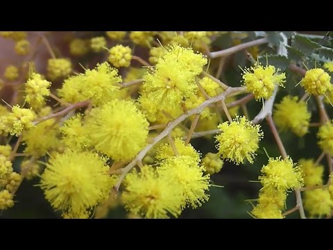 Cootamundra Wattle (Acacia baileyana)