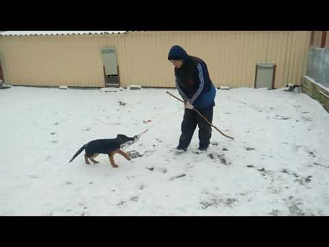 Дрессировка щенка Oraya von der Piste Trophe