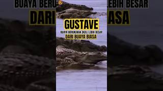 Download lagu Gustave, Buaya Raksasa Yang Telah Memangsa 300   Orang mp3