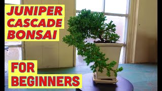 Juniper Cascade Bonsai for Beginners - Shohin Kengai