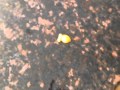 Goldfish Must Die