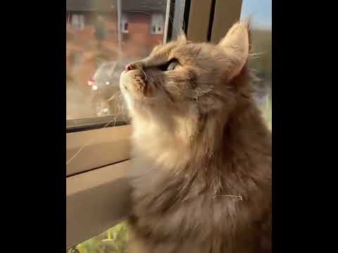 cat video song#cat#cat song#cat video#cat carton#shorts#viral#funny cat and kittens#amimals#ytshorts