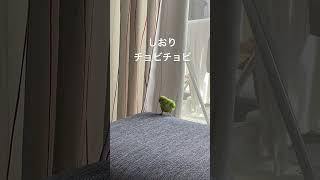 #可愛いセキセイインコ #セキセイインコ メロンちゃん🍈 #動物癒し動画 #今日の1コマ