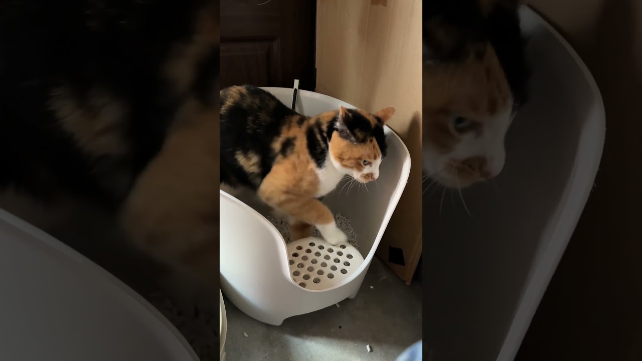 トイレ後はしっかり隠しましょう