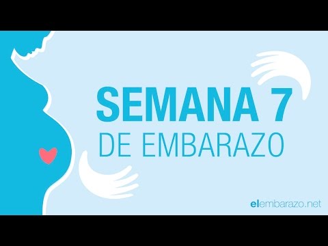 Week 7 of pregnancy | 7 weeks pregnant | Pregnancy week by week