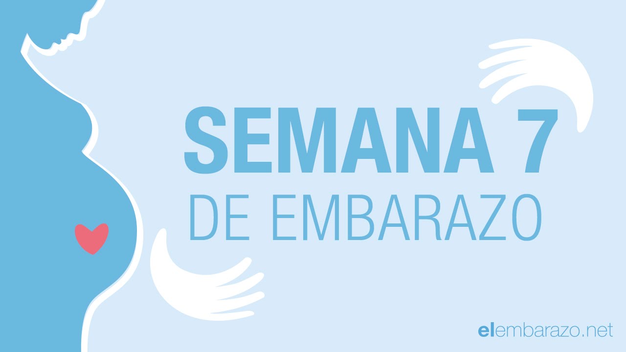 Semana 7 de embarazo | 7 semanas de embarazo | El embarazo semana a semana