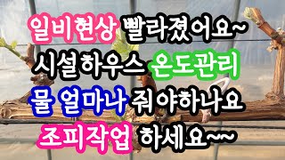 3월 일비현상, 시설하우스 온도관리, 수분관리, 조피작업 #샤인머스켓, #포도