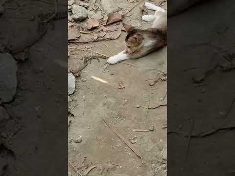 Chameleon and cat fight