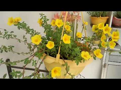 best flowers for garden and hanging baskets in summer, Portulaca Video