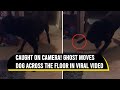 Ghost Moves Dog Across The Floor In Viral Spooky Video Viral Video