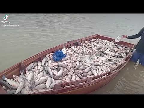 La pesca en villamontes gran chaco tarija bolivia 