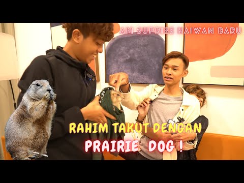 AM SUPRISED HAIWAN BARU PRAIRIE DOG & ARNAB  !! - RAHIM TAKUT NAK PEGANG !!