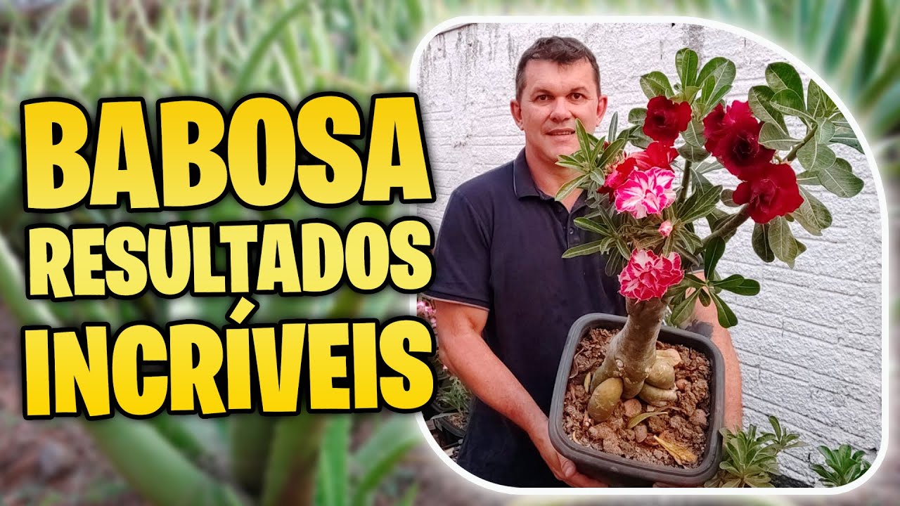 ✅ [BABOSA E BELEZA] Como Deixar Suas Rosas do Deserto Saudáveis e Vibrantes