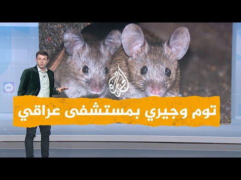 شبكات فيديو لفئران وقطط بغرفة العناية المركزة في مستشفى عراقي