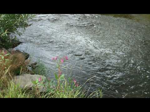 The Woodland Stream, by Edward Elgar