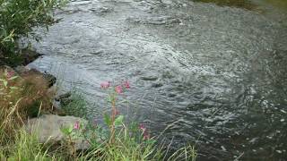 Download lagu The Woodland Stream, by Edward Elgar mp3 Download lagu The Woodland Stream, by Edward Elgar mp3