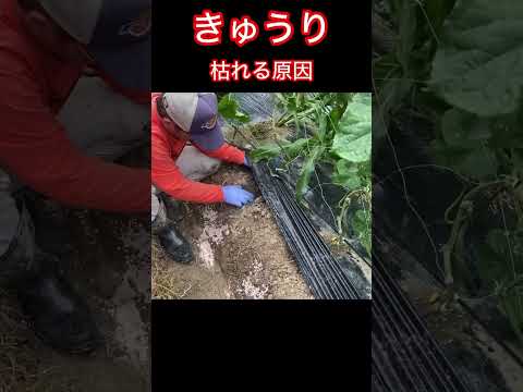 キュウリ 植物