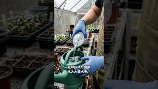 サンチュの根が2倍に！余った炭酸水の活用法