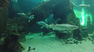Kelp Tank Chillout