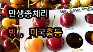 만생종 빙 조기수확