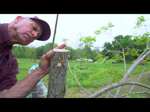 How to graft large trees - Top Working Larger Trees