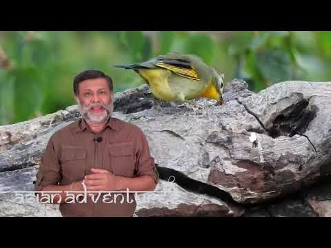 BirdWatching In Sattal