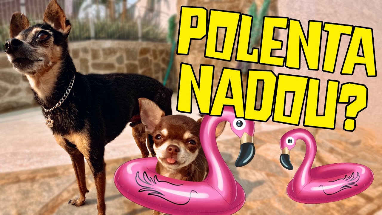 PRIMEIRA VEZ DA POLENTA NA PISCINA, SERÁ QUE ELA VAI NADAR?