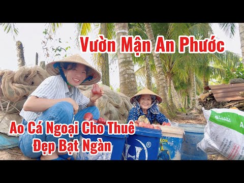 Going to the fields to pick plums in An Phuoc Mai, then heading to Tan Gia City to visit Uncle 5'...