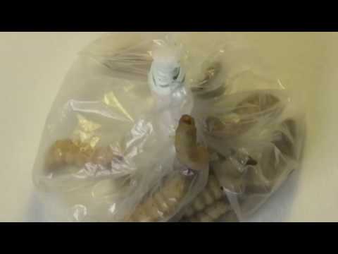 Kleine Raupe Nimmersatt: Wachsraupen fressen gerne Plastikmüll