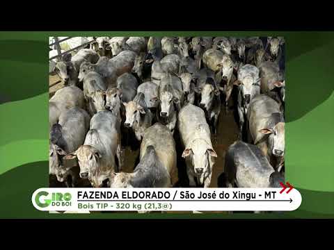 MT: BOIADA NA TIP PASSA DE 21 ARROBAS EM SÃO JOSÉ DO XINGU; VEJA DETALHES