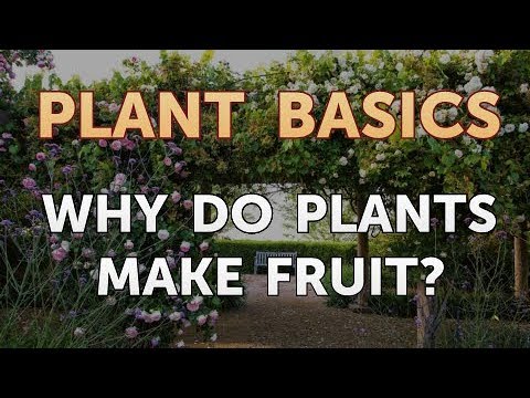 How to Dry an Overwatered Plant