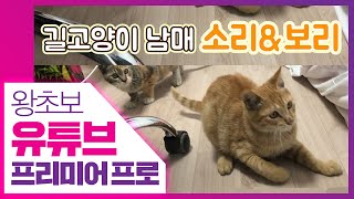 👍 더블 스트로크 고품격 자막 만들기 [왕초보 유튜브 프리미어 프로] Premiere pro CC2020