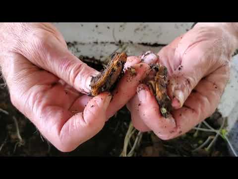 17 / Using red worms in your compost pile