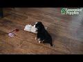 Bernese Mountain Dog dogs for sale: Jane - Video 1